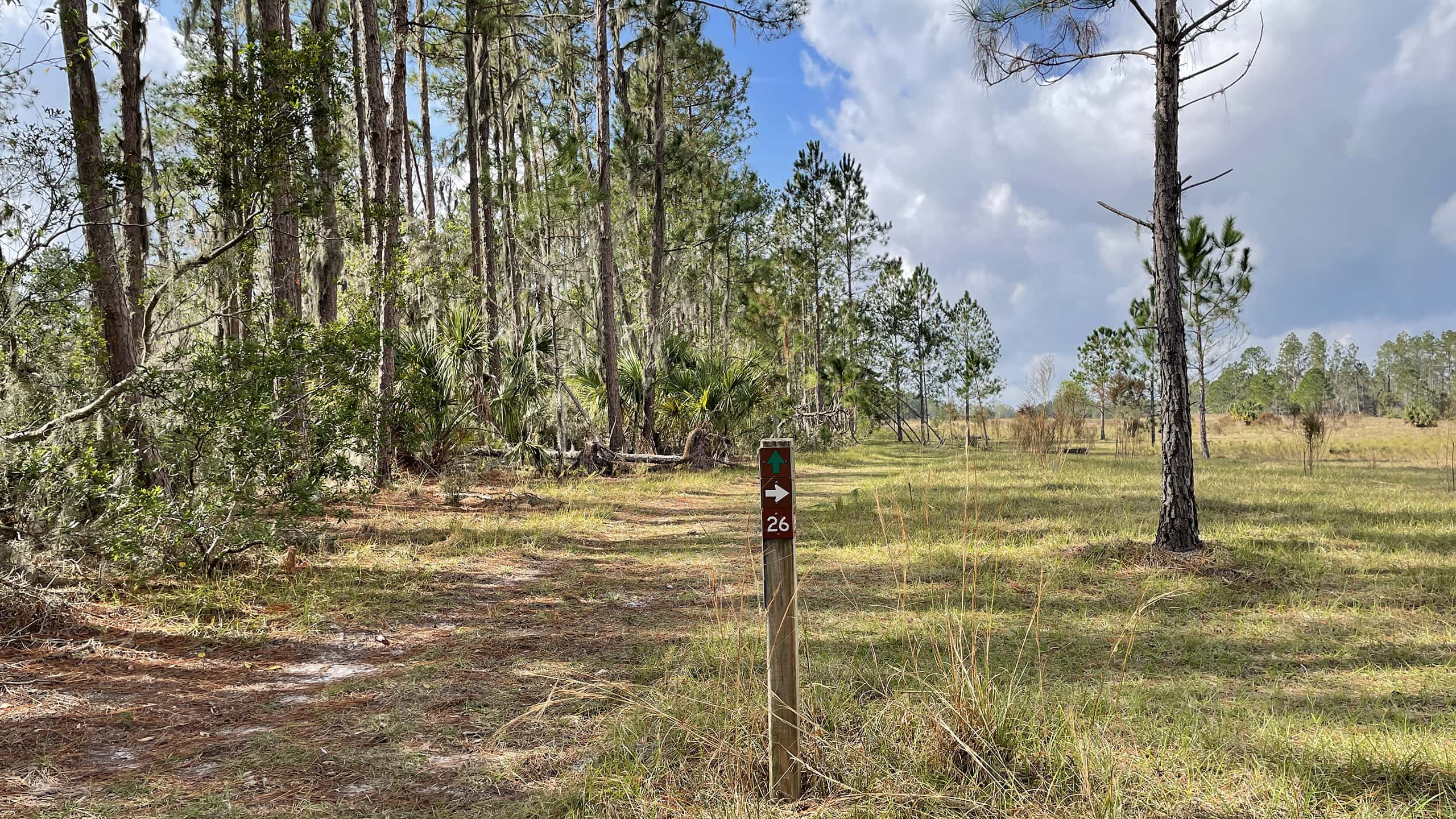 Marker 26 at edge of pine woods