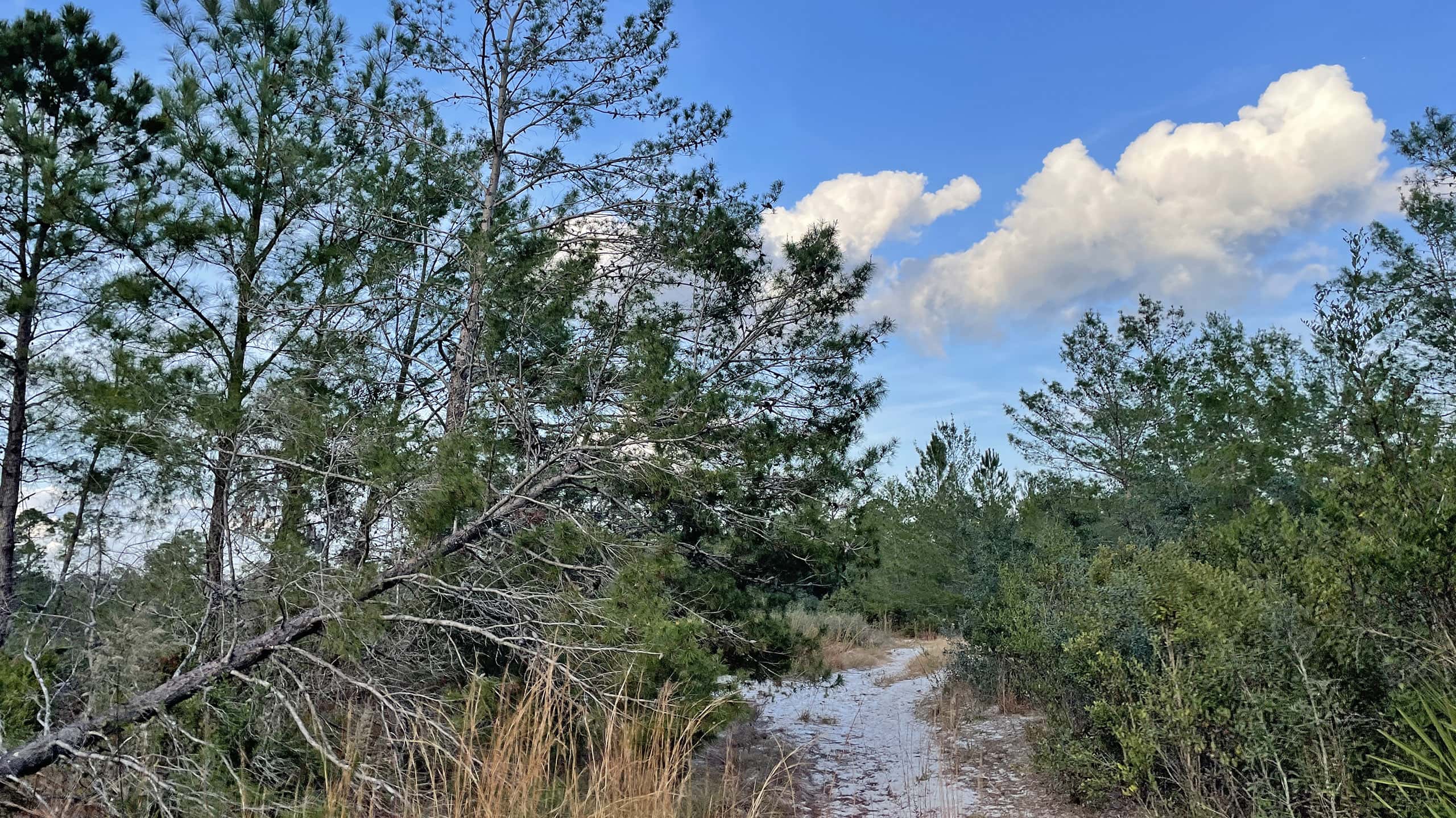 White sand trail between sand pines