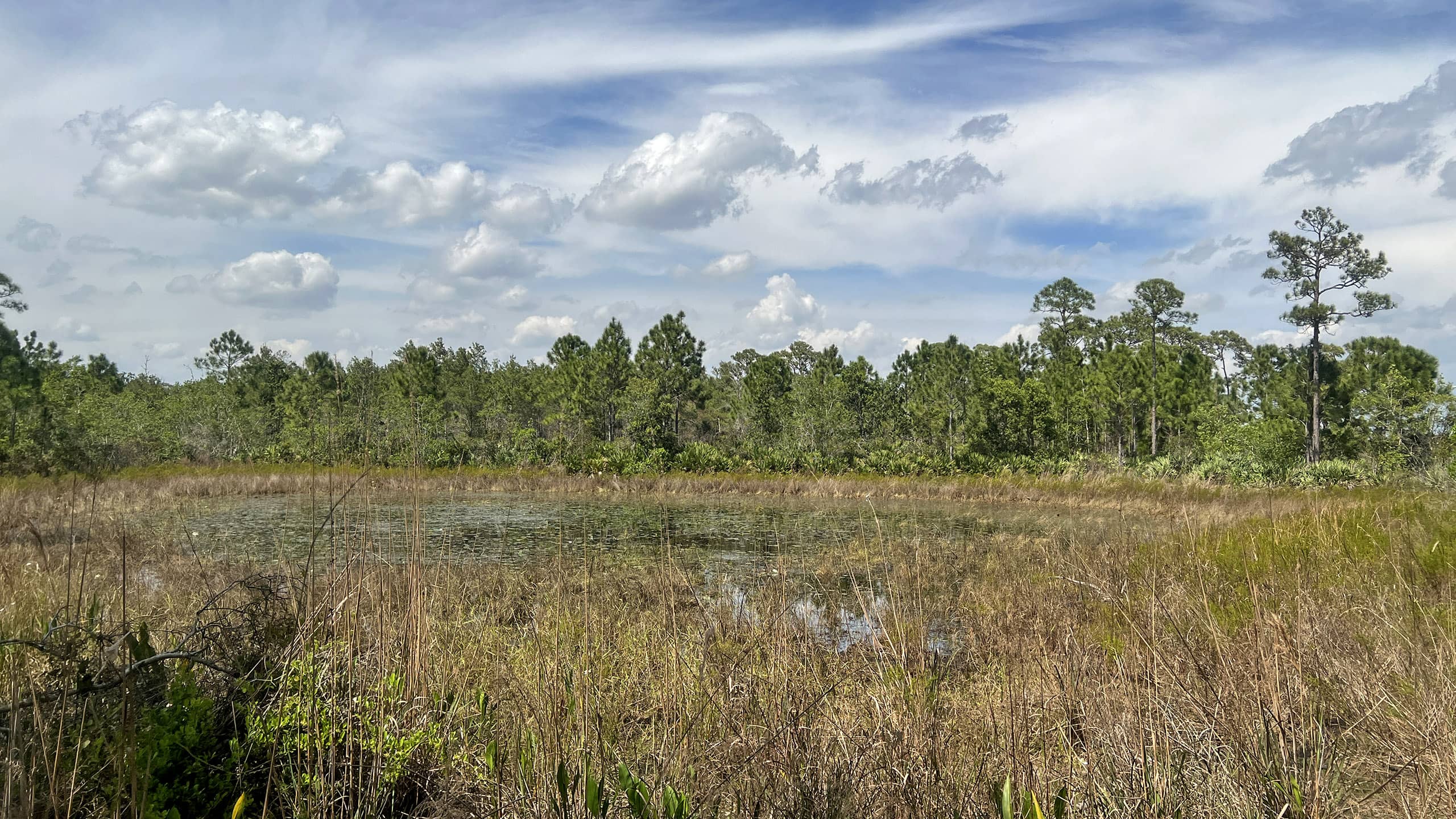 Marshy pond rimmed with pines