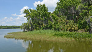 Marshy edge of a large lake