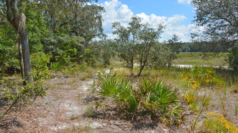 Footpath emerging to an open prairie