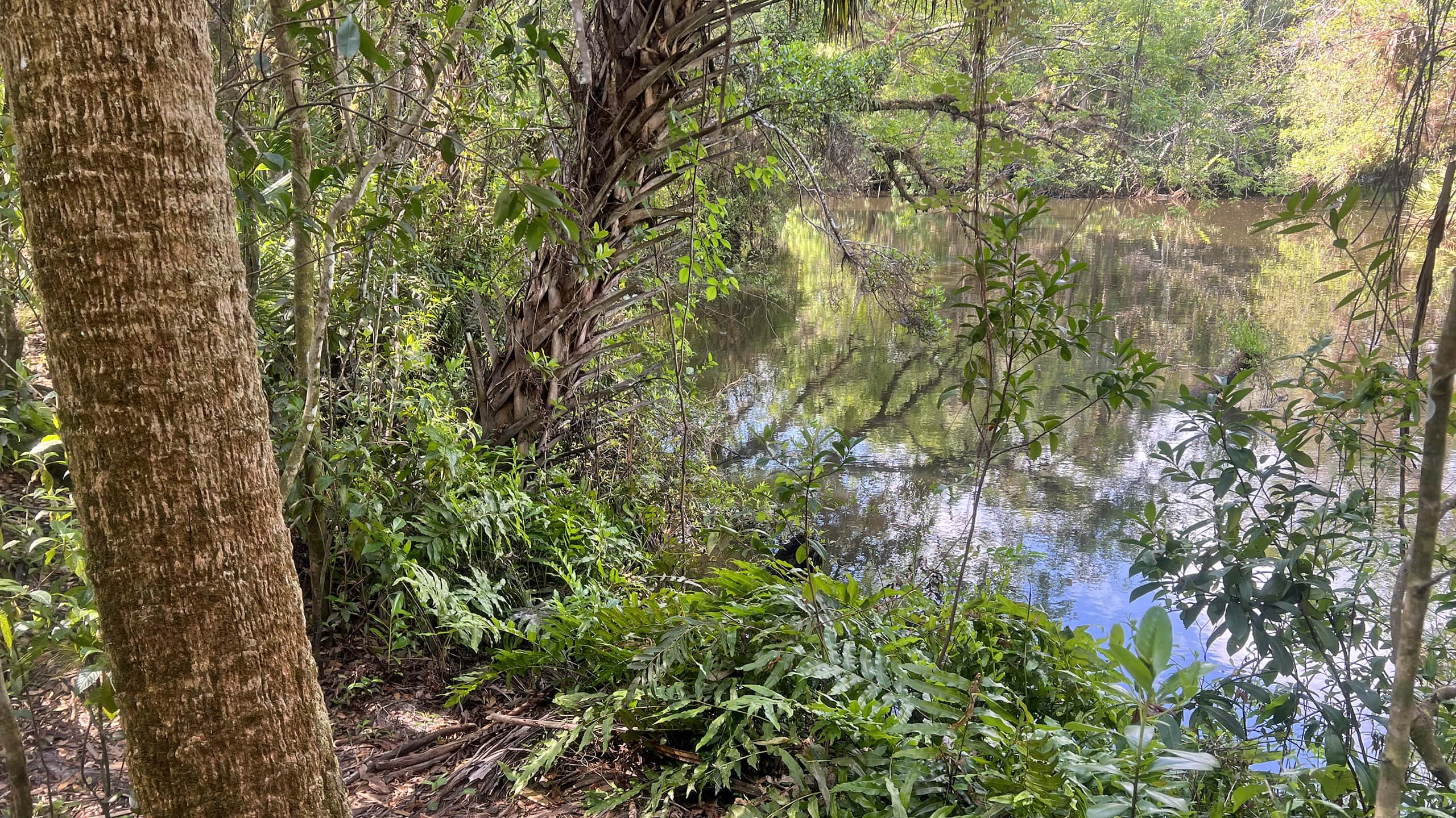 River flowing below fern-lined bluff