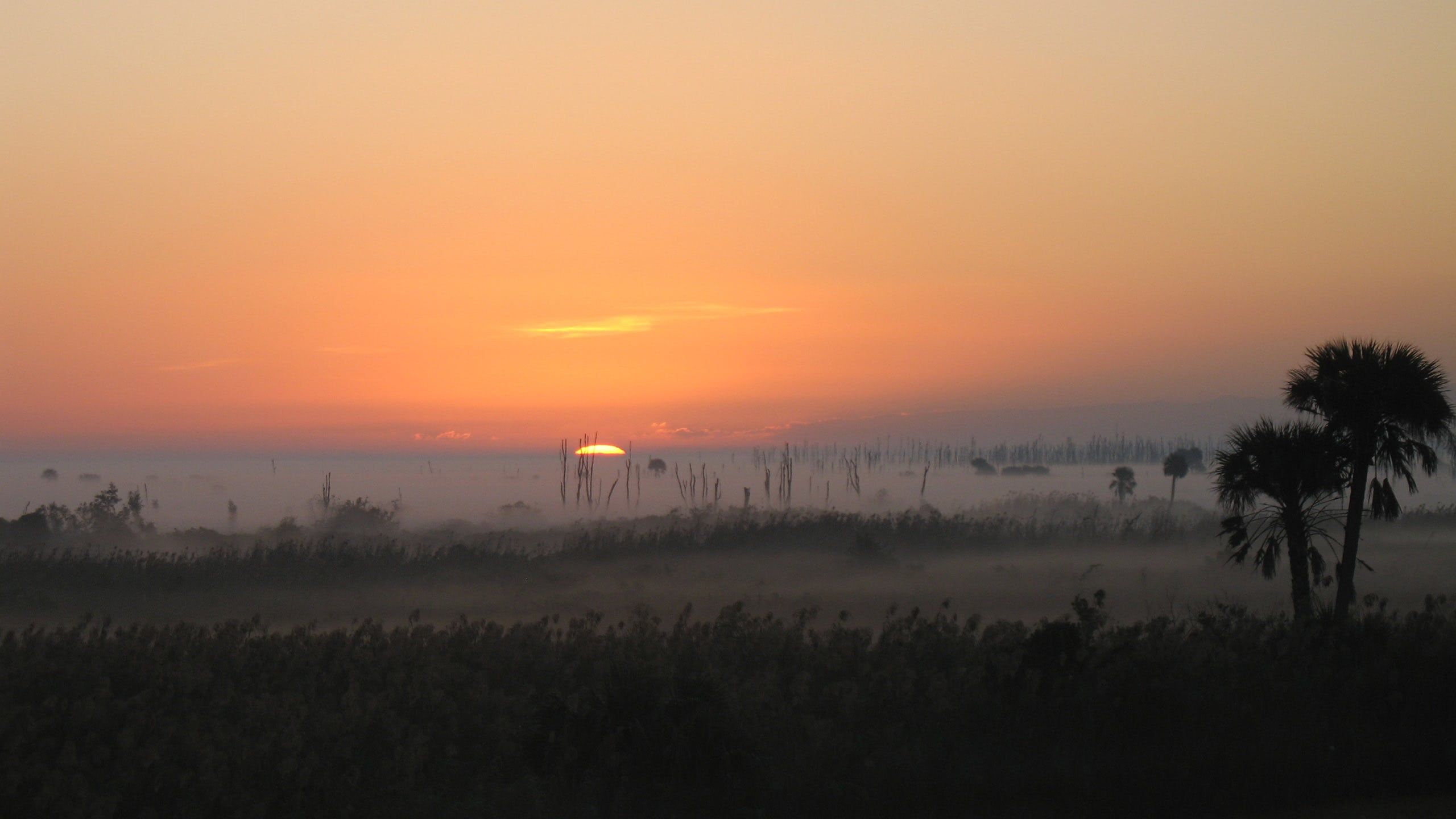 Sun peeping above fog against a panorama of plants