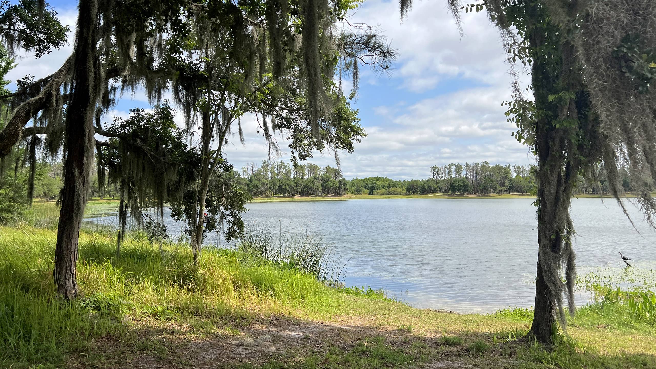 Lake framed by trees