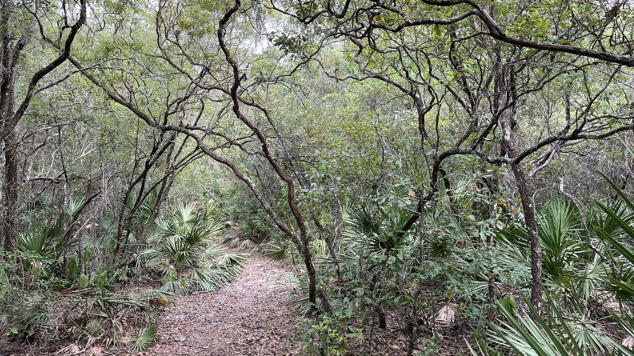 Tangled forest of lyonia and bluestem palm