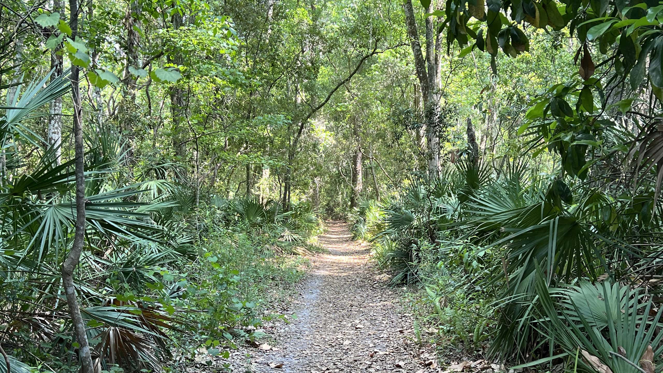 Wooded straightaway in hardwood forest