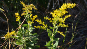 Spiky yellow blooms of goldenrod