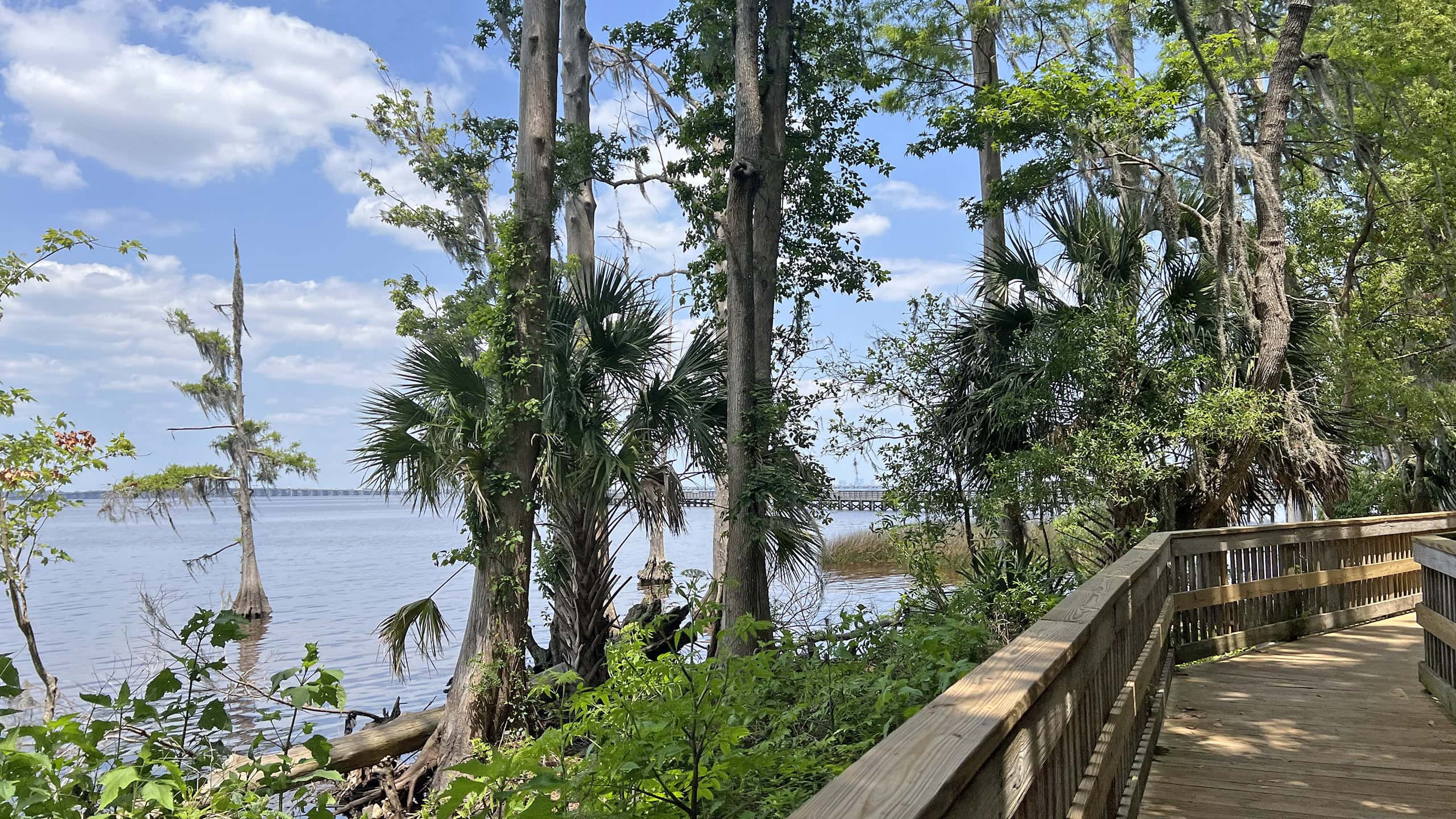 Riverfront boardwalk with cypress trees