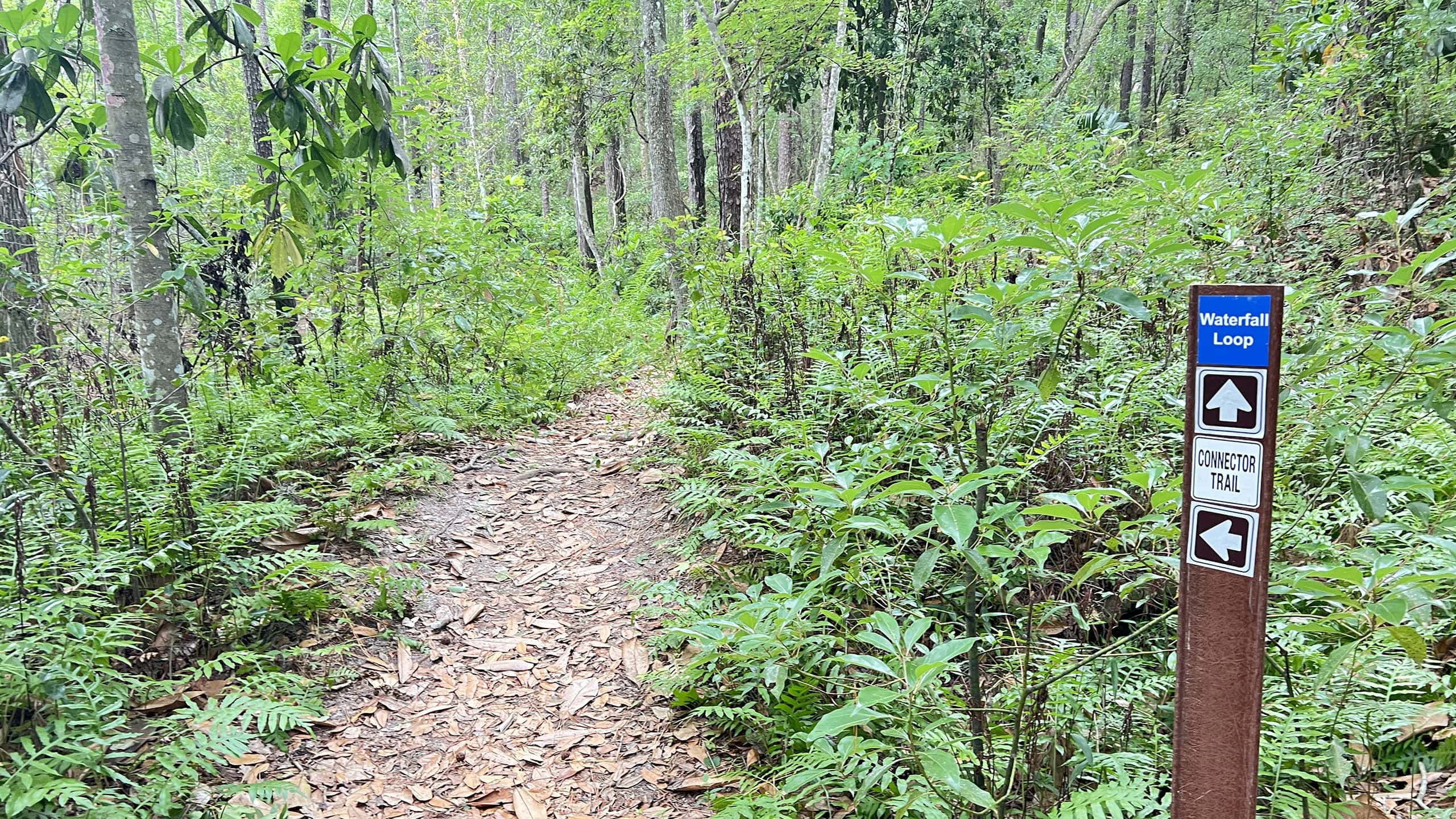 Leafy footpath under forest canopy behind sign for Waterfall Loop