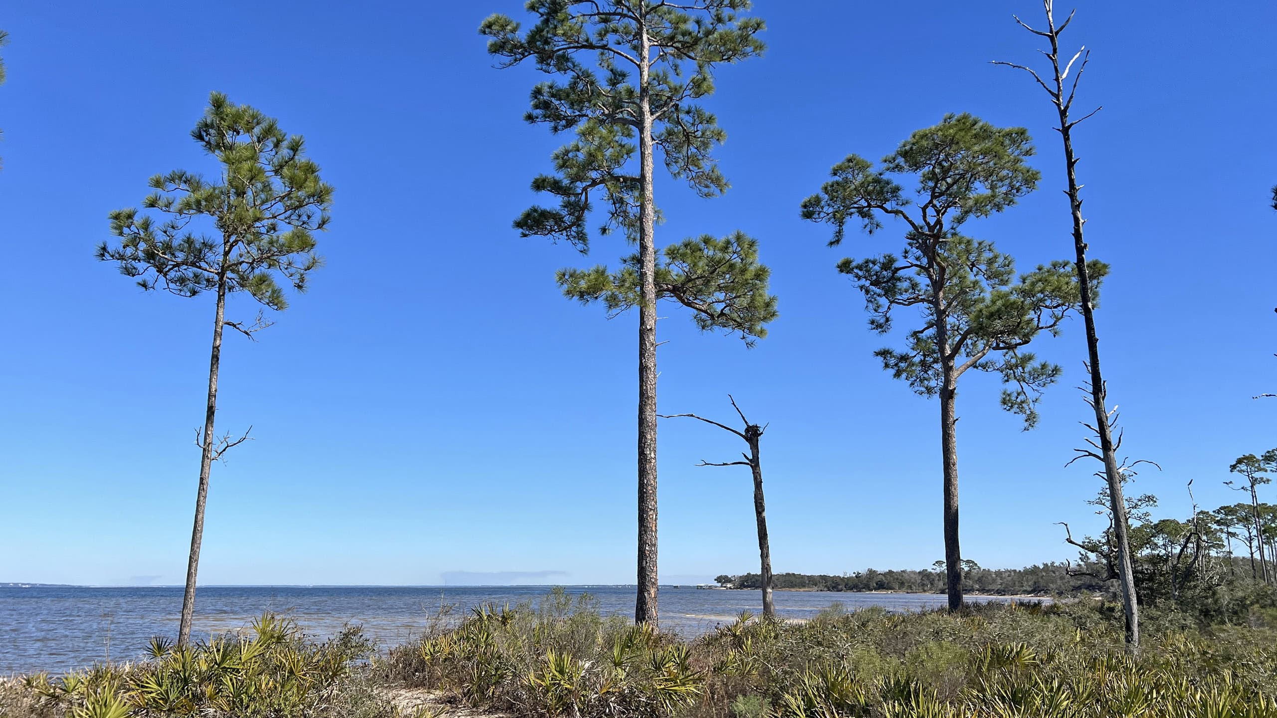 Bayfront forest with tall pines