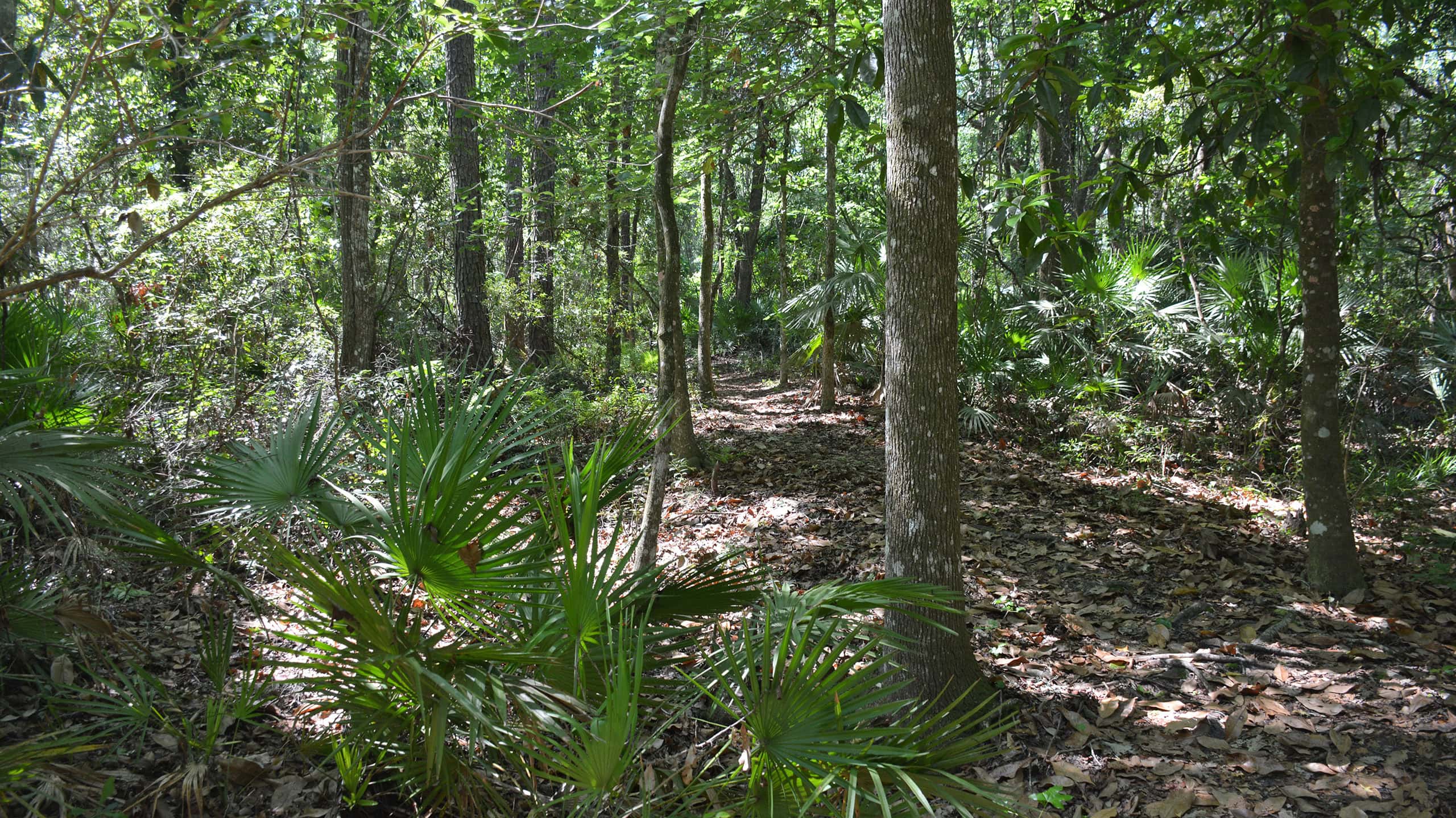 Trail through a deeply shaded forest