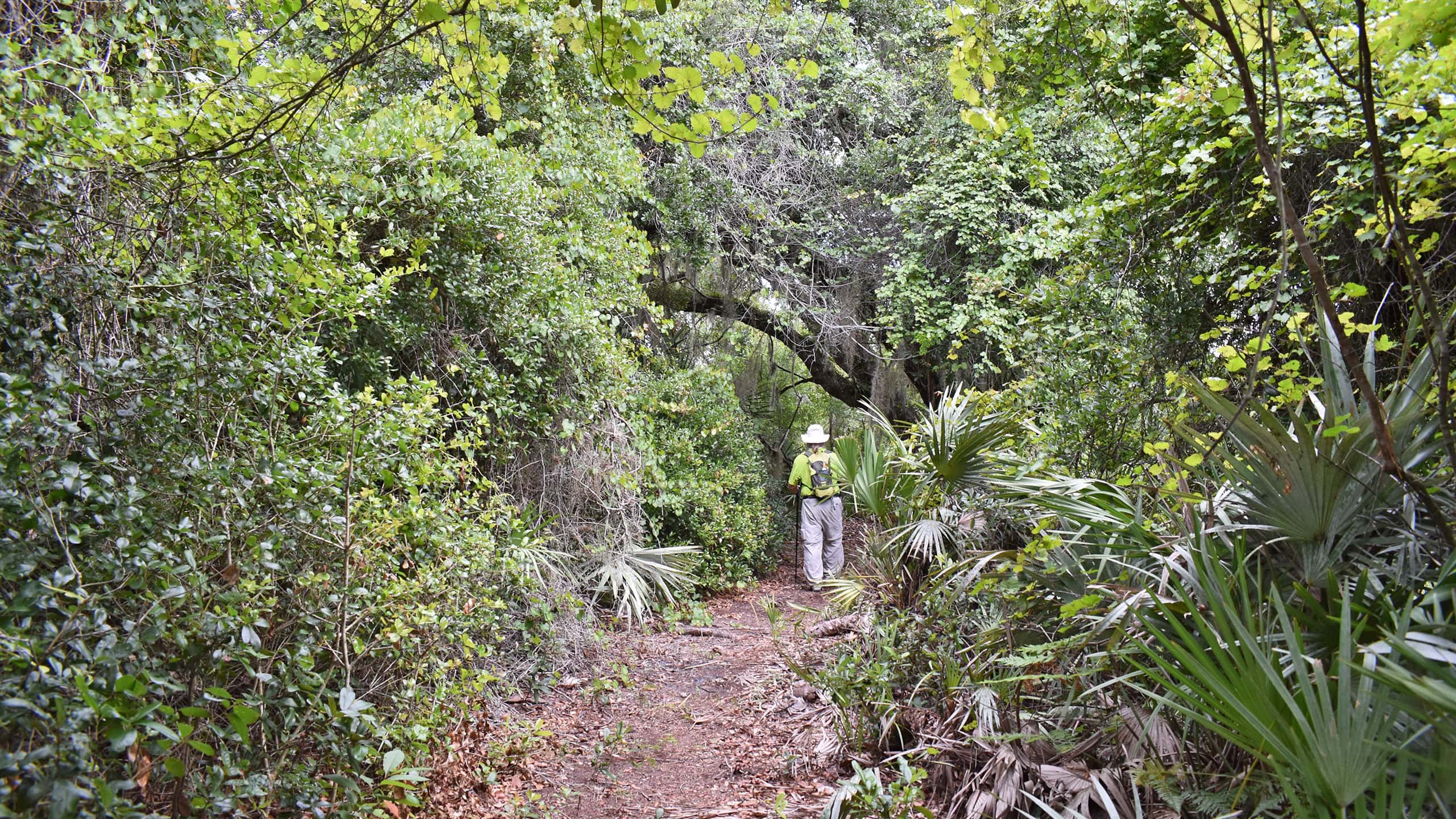 Dense green forest with hiker on trail