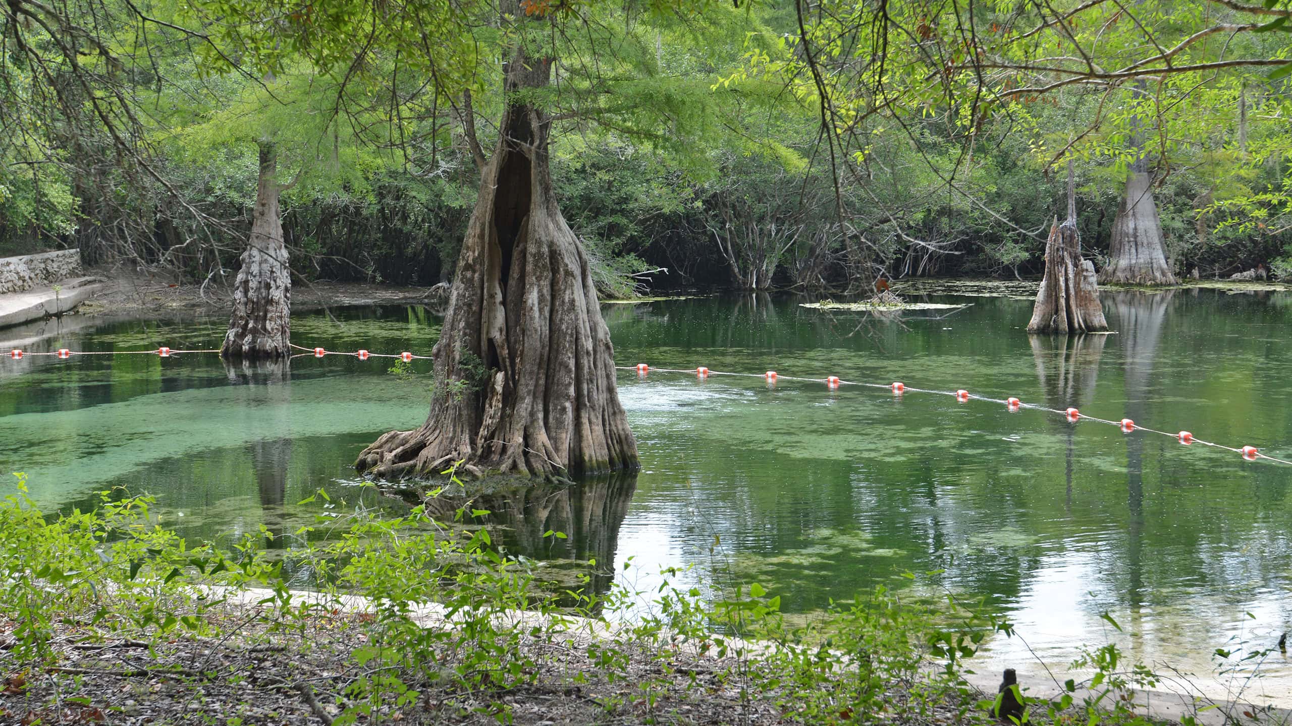 Rock Bluff Spring