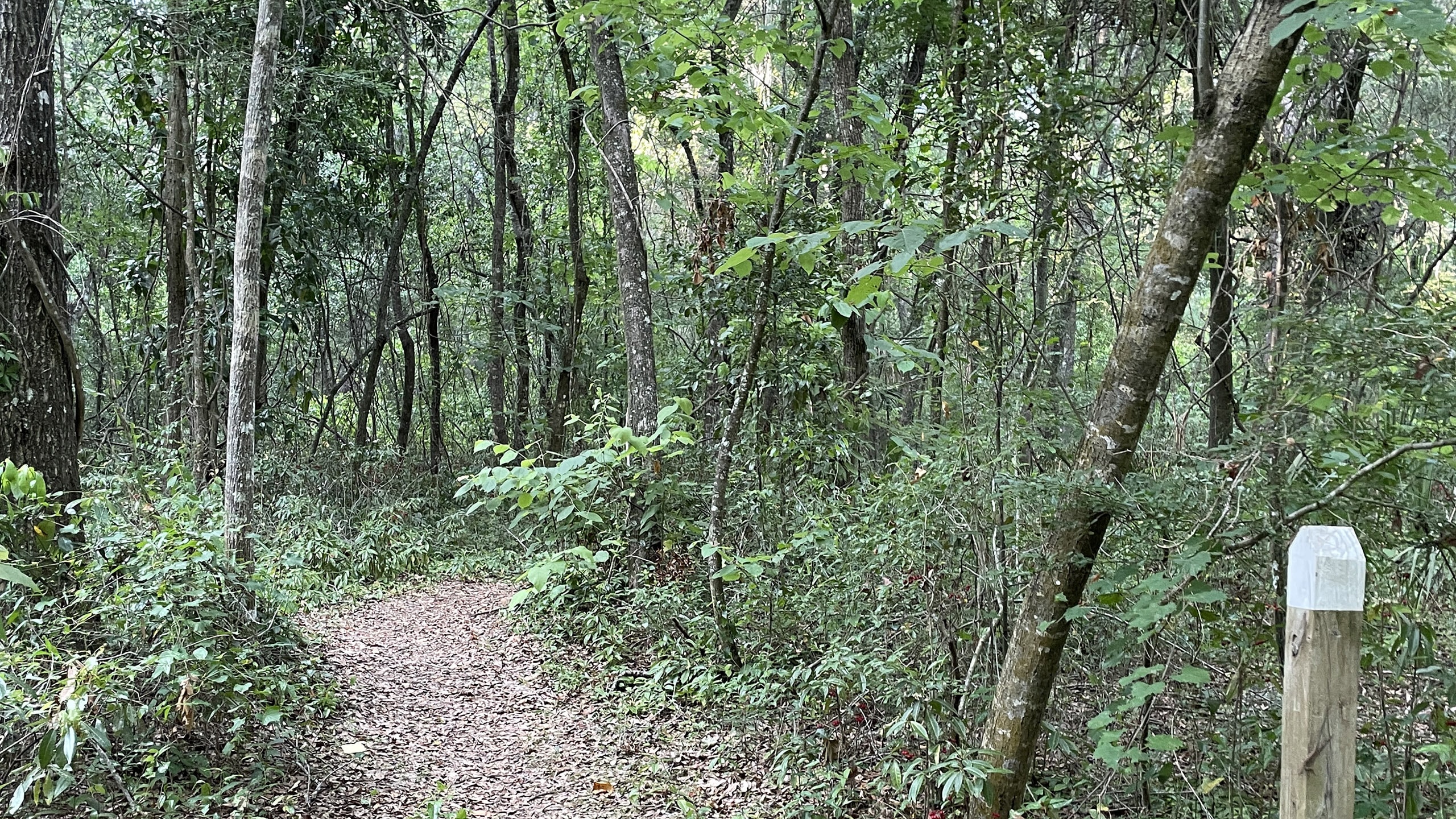 Pathway into woods past white-tipped post