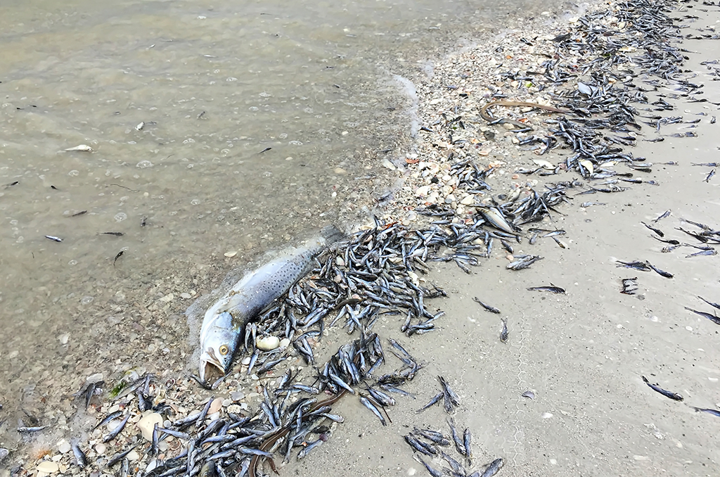 Red tide intensifies in Southwest Florida — Florida Insider