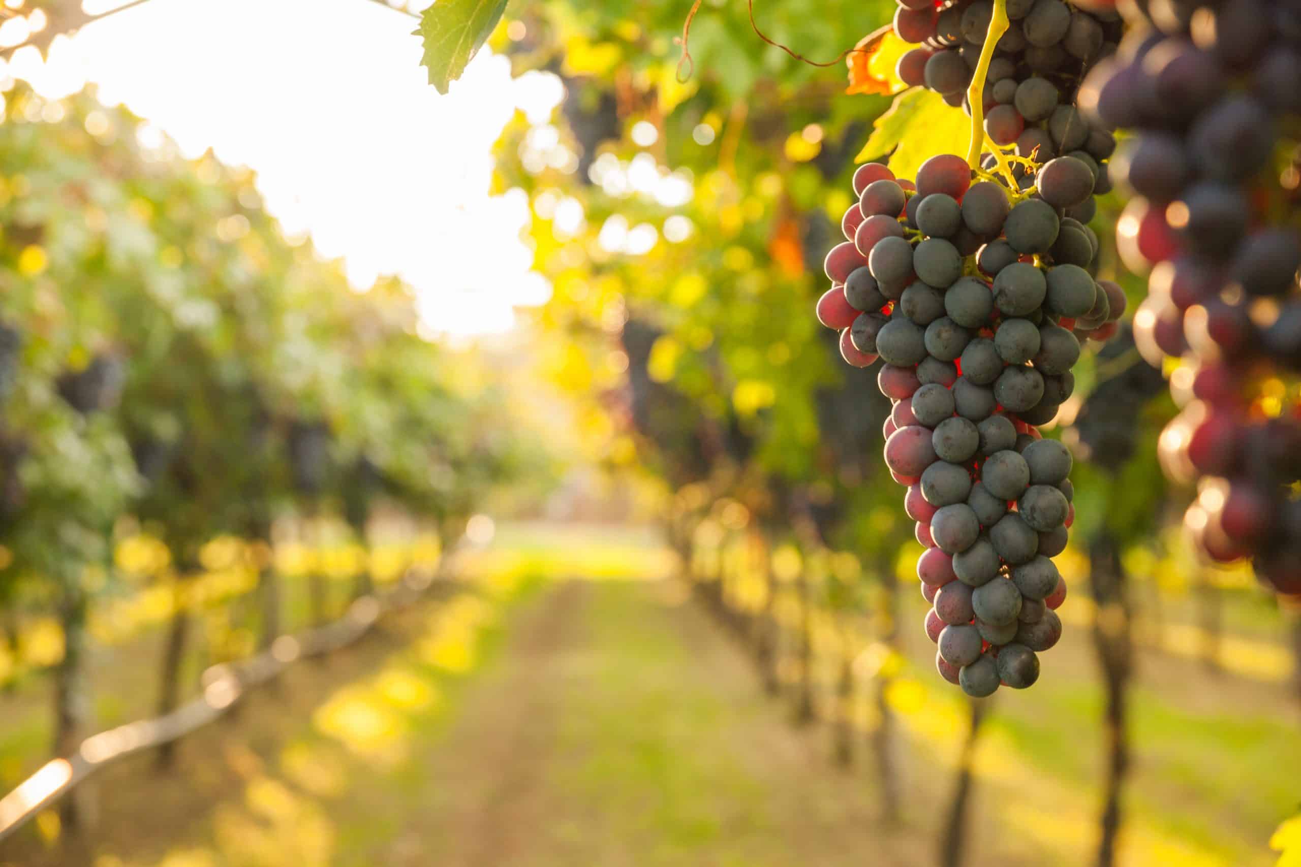 Beautiful Grape Vineyard