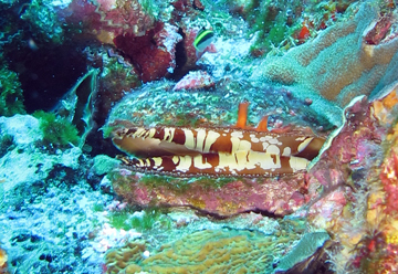 Atlantic Thorny Oyster (Spondylus americanus)