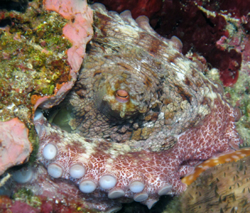 Common Octopus (Octopus vulgaris)