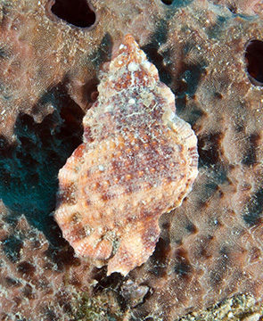 Cuba Frog Snail (Bursa granularis cubaniana)