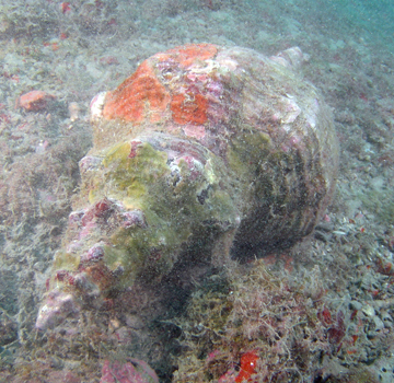 Horse Conch (Pleuroploca gigantea)