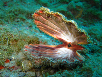 lion's paw scallop (Lyropecten nodosus)