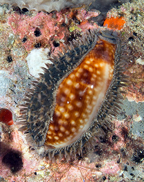 Measled Cowrie (Cypraea zebra)