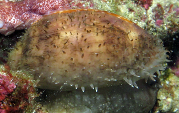 Measled Cowrie (Cypraea zebra)