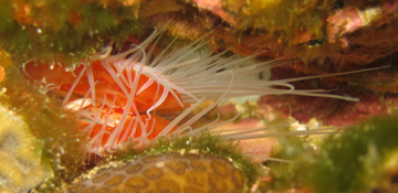 Rough File Clam (Lima scabra)