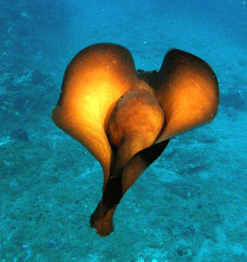 Atlantic black sea hare