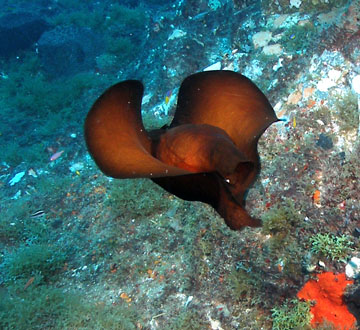 Atlantic black sea hare