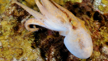 Caribbean Two-Spot Octopus swimming away (Octopus filosus)