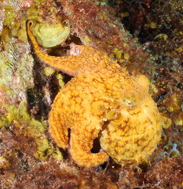 Caribbean Two-Spot Octopus (Octopus filosus)