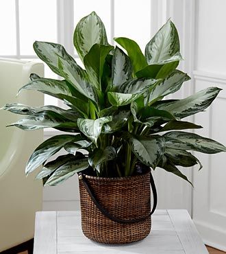 Chinese Evergreen Plant - C28-4892