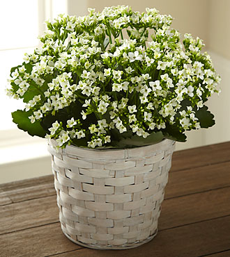 White Kalanchoe - S7-4976S