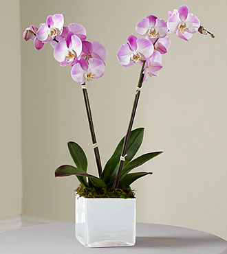 Pink Orchid Planter - S15-4991S