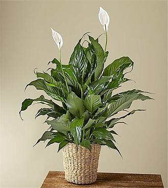 Peace Lily Plant - FedEx - P4102