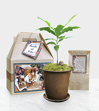 Seeds of Life Memory Tree - FedEx - SL01