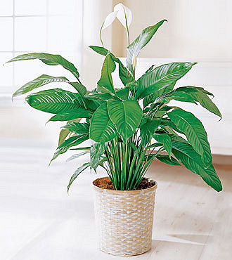 Peace Lily in Basket - T73_2