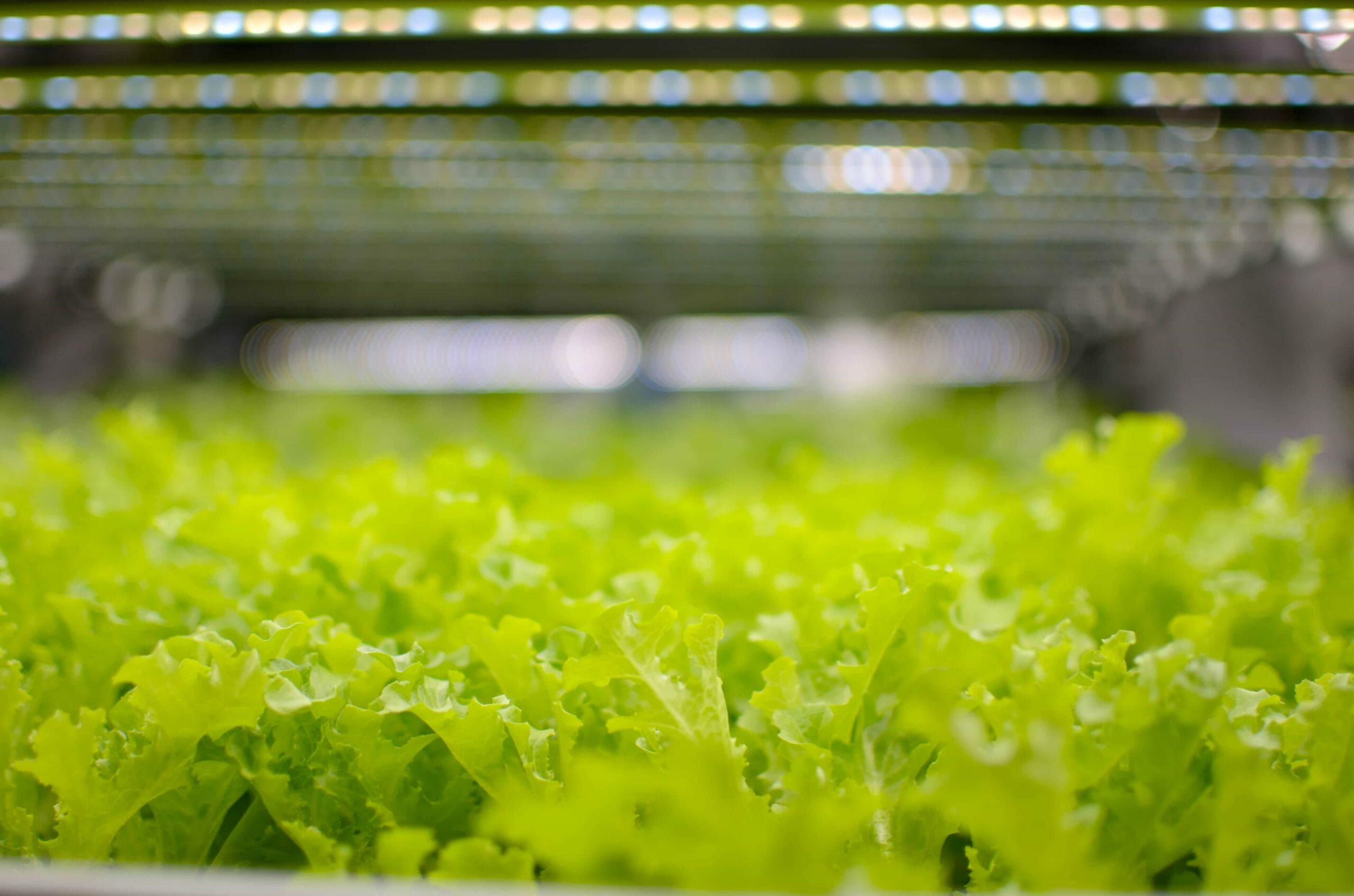 Vibrant green lettuce thriving under Fluence LED lighting in a modern indoor farm, Austin-based controlled environment agriculture solutions for optimized crop production, including cannabis cultivation.