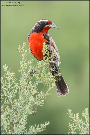 Long-tailed Meadowlark