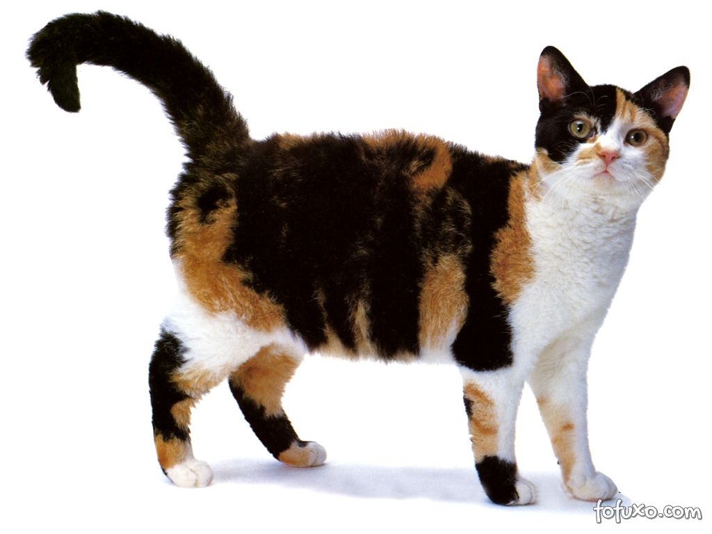 American Wirehair