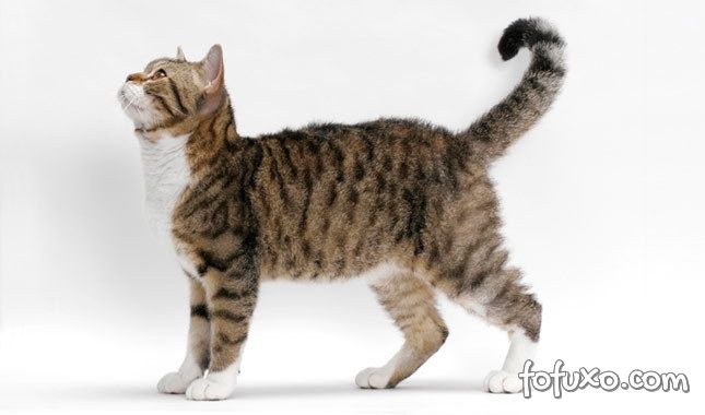 American Wirehair