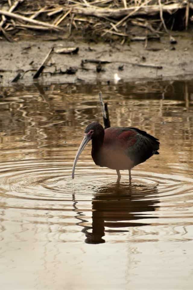 Glossy Ibis at Cheyenne Bottoms