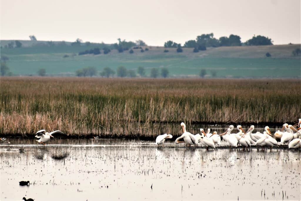 Pelicans A-flying