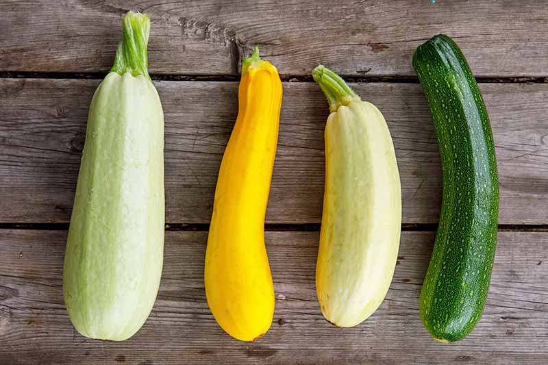 Horizontal image of assorted fresh zucchini.