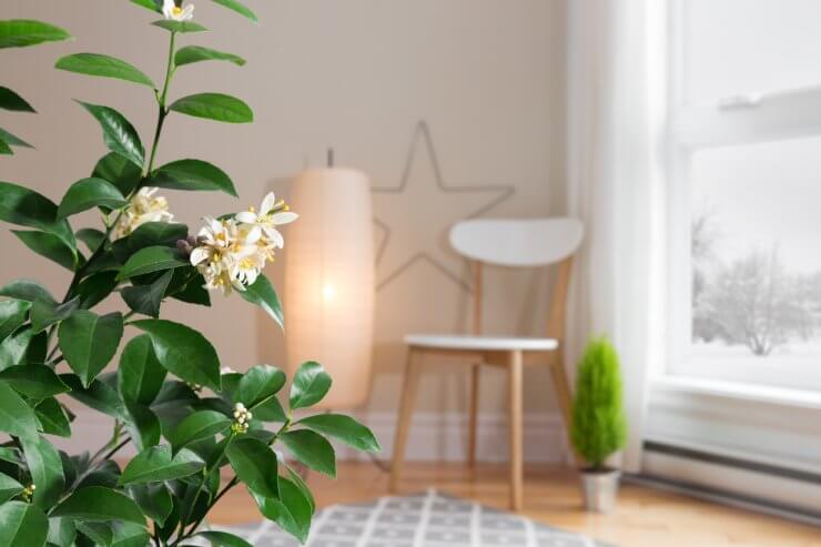 Blooming lemon tree in a cozy living room with a view