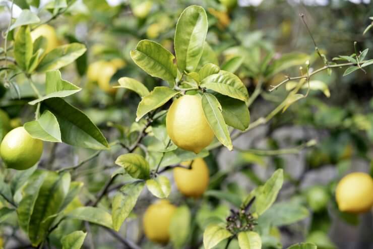 Close up of lemons growing in a domestic garden