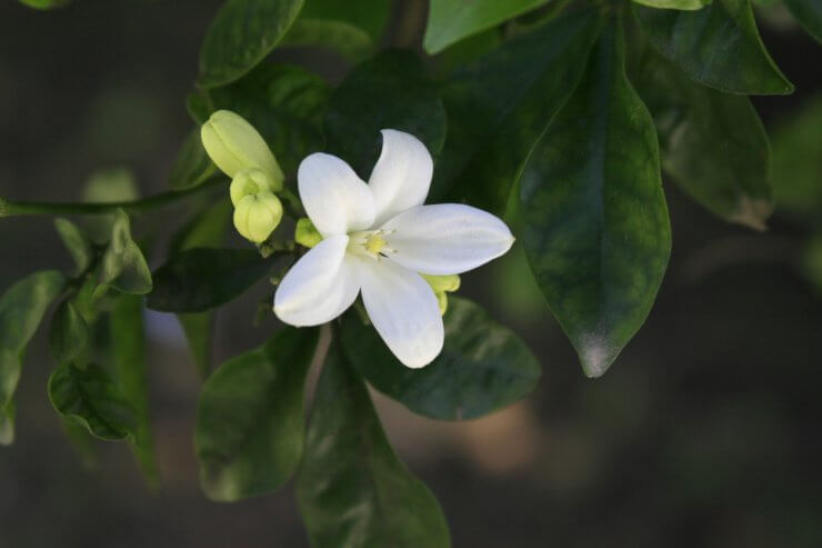 Lemon Tree Flowers But No Fruit