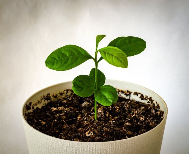 Lemon Tree Sprout in Pot