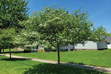 5 Trees to Plant Instead of Bradford Pear